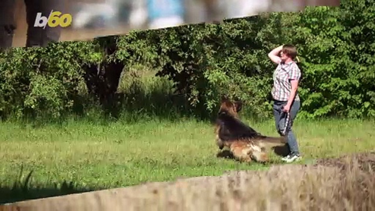 Dog Loves Helping Disabled Owner With Laundry and Gardening Chores