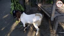 বাচ্চা পাঠা ছাগল | Goat sent baby