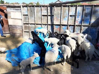 Kuzular ile çalınan annelerini jandarma kavuşturdu