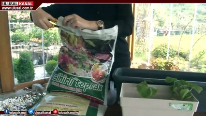 Doğru fide seçimi nasıl yapılır? 