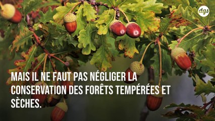 La diversité des arbres des forêts tempérées et sèches ne doit pas être sous-estimée