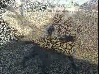 Christal cherche une famille aimante à Évry 🐾