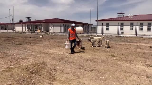 Aç kalan sokak hayvanlarına inşaat işçisi sahip çıkıyor
