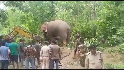 पकड़ में आया उत्पाती हाथी, भेजा जाएगा सरगुजा के तिमोर तिंगला अभ्यारण्य