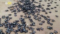Millions of Baby Turtles Make Their Way out to Sea From Deserted Indian Beach