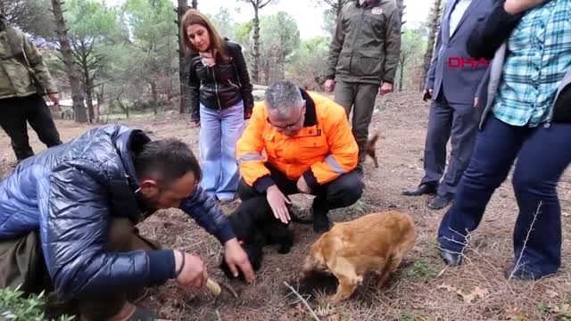 İZMİR Bergama Kozak Yaylası'nda özel köpeklerle zengin trüf alanı tespit edildi