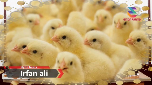 How to start Desi Murgi farming | Part 06 | Feeders | Drinkers | Poultry farming | Urdu/Hindi