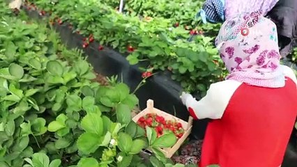 Üreticinin elinde kalan çilekler ihtiyaç sahiplerine dağıtıldı