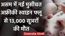 Coronavirus के बीच Assam में African Swine Flu से 13,000 सूअरों की मौत | वनइंडिया हिंदी
