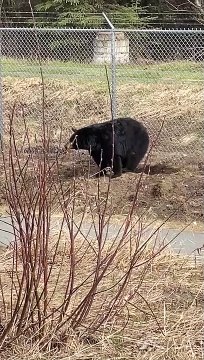 Bear Burrows Underneath Fence