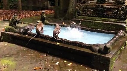Monkeys Enjoy a Swim in Scenic Pool