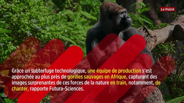 Pour la première fois, des gorilles ont été filmés en train de chanter