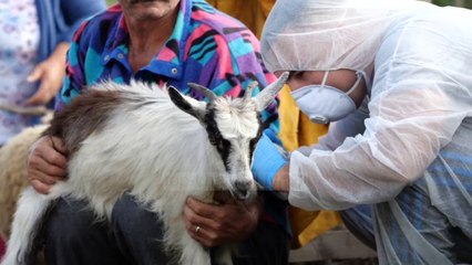 Top News - Sëmundja e plasjes/ Në 6 qarqe, nis vaksinimi i bagëtive