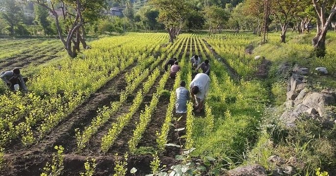 Le Pakistan emploie 63000 personnes pour aider à planter 10 milliards d'arbres et lutter contre le chômage massif