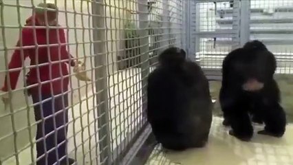 Bất ngờ tinh tinh biết tự cầm khăn lau dọn chuồng