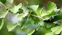 GINKGO BILOBA Propiedades medicinales: Mejora la memoria, Circulación, Envejecimiento