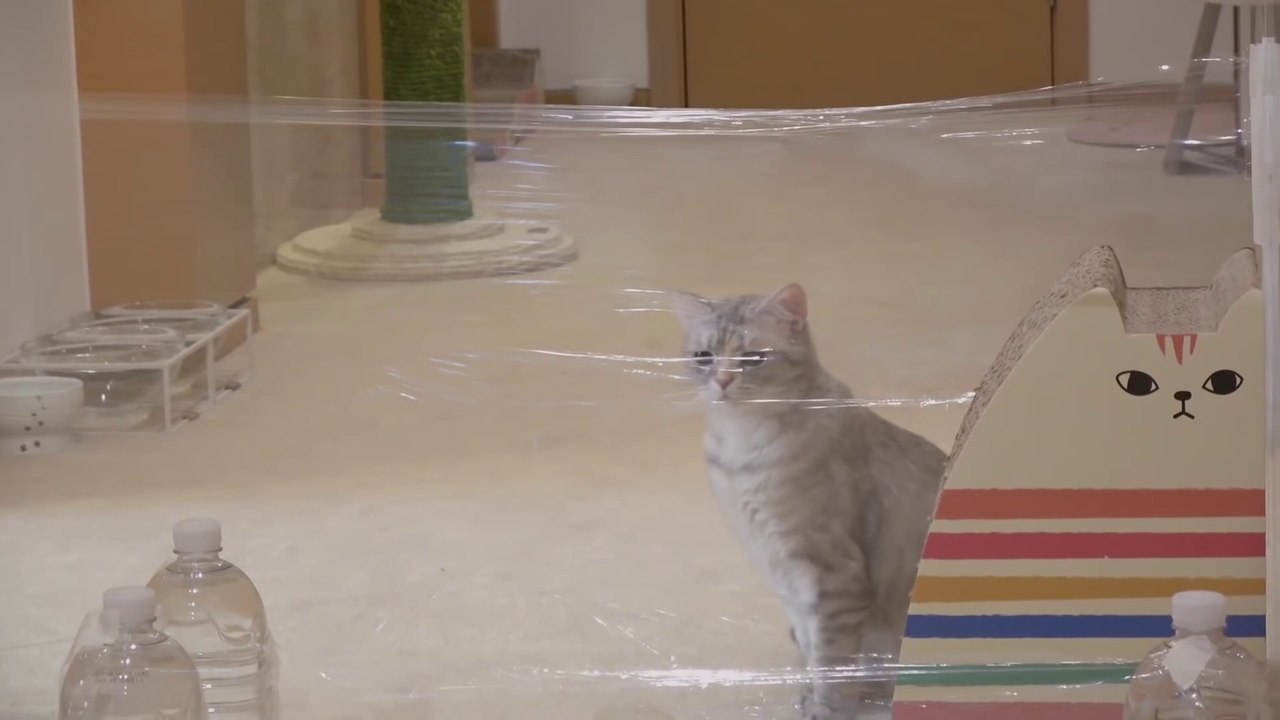 Gatos Vs Plastico invisible