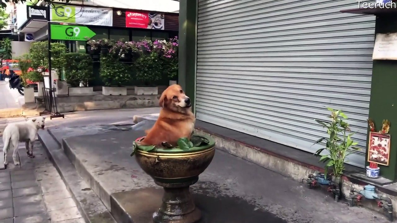 Pooch Keeps Cool in a Tiny Bath