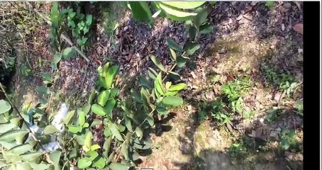 Watch this video to cultivate pears