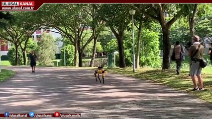 Singapur’da sosyal mesafeyi robotlar denetliyor