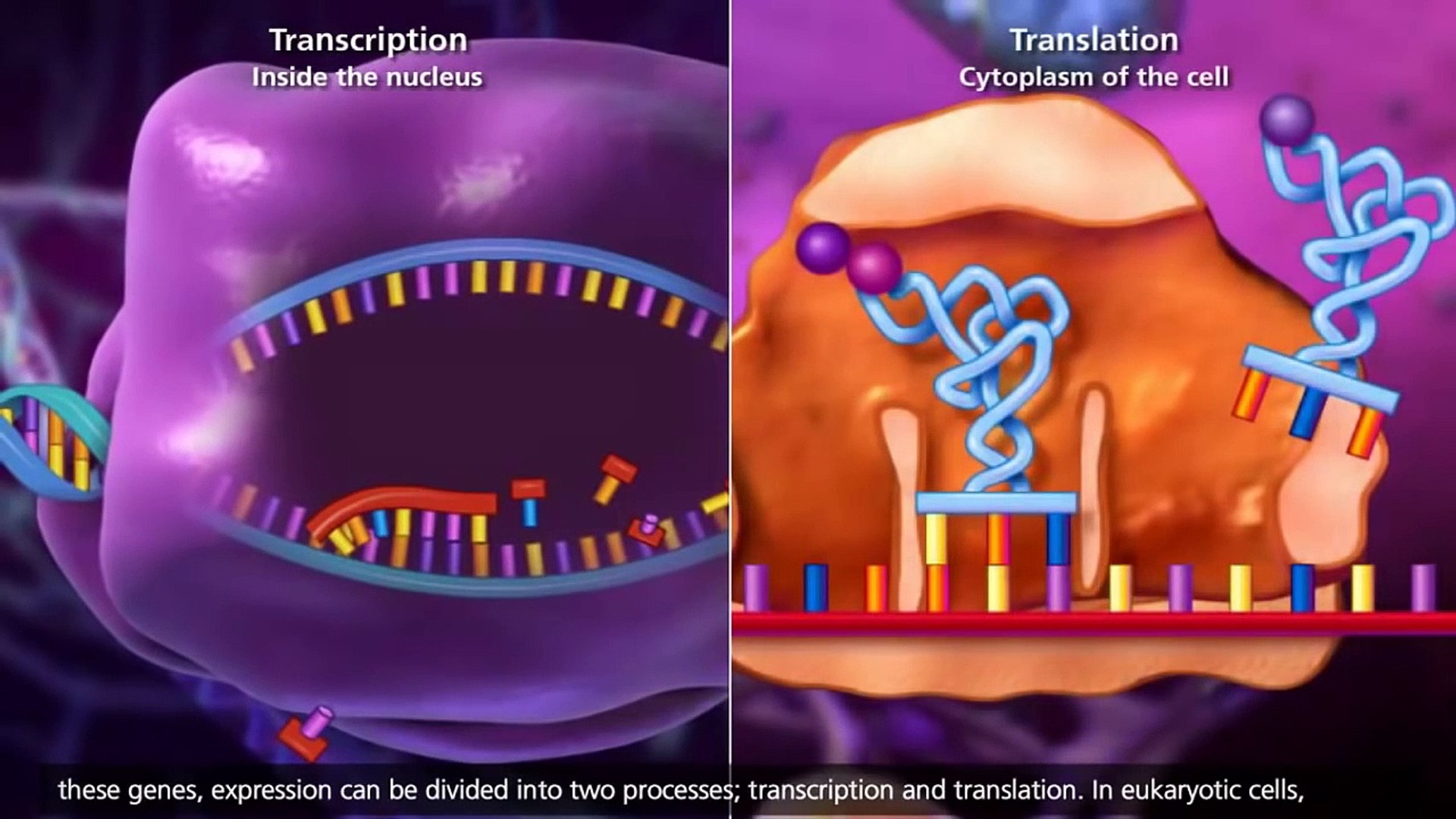 transcription and translation animation