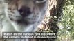Watch as Curious Lynx Discovers a Camera Hidden in His Enclosure