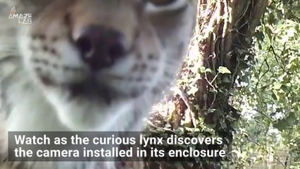Watch as Curious Lynx Discovers a Camera Hidden in His Enclosure