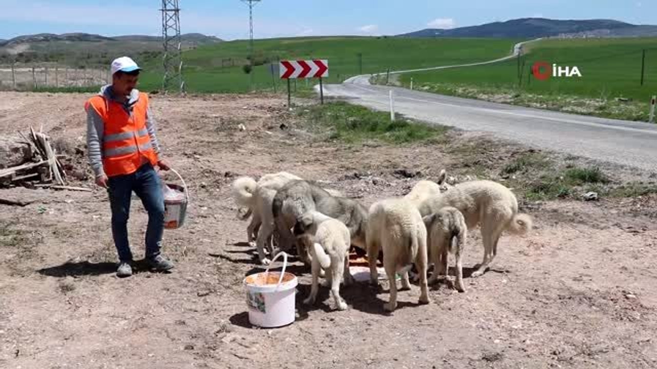 İnşaat işçisi sokak hayvanlarının 'can dostu' oldu