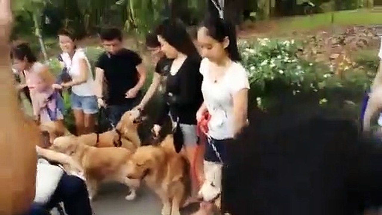 Cậu bé ung thư não và 100 chú chó lông vàng trong ngày sinh nhật