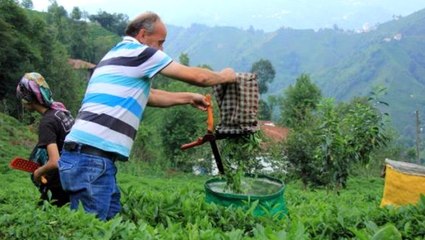 2020 yılı için yaş çay alım fiyatı destekle birlikte 3 lira 40 kuruş oldu