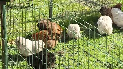 تربية الدجاج شغف جديد للمحجورين في الأرياف