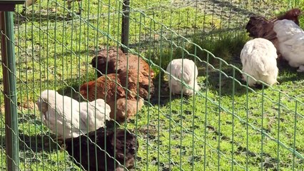 تربية الدجاج شغف جديد للمحجورين في الأرياف