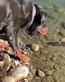 Ce chien pêche un poisson d'un coup de machoire dans l'eau !