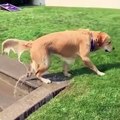 Quand votre chien sort de l'eau en slow motion !