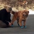 Marcher avec des chaussures ? Ce chien déteste !
