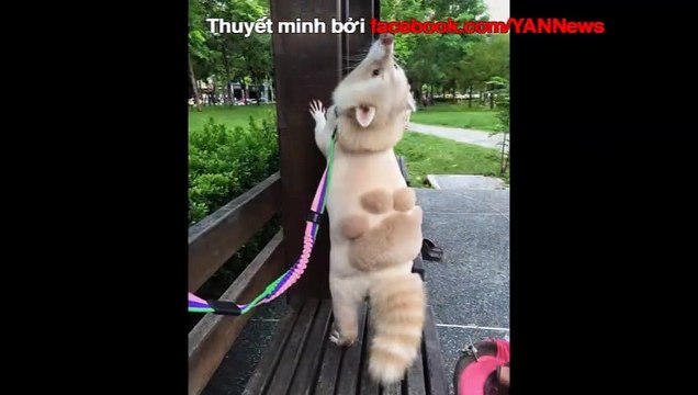 Dân mạng phát sốt với thú cưng mới