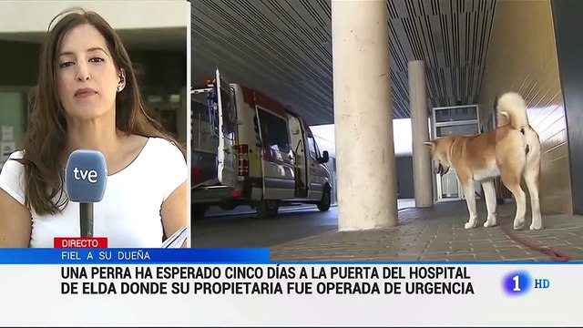 Cô cún đợi chủ suốt 6 ngày trước bệnh viện