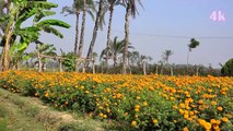 Natural Beauties of Bangladesh