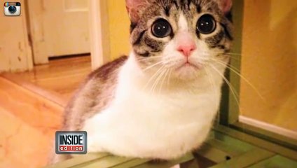 Những động vật khuyết tật có nghị lực tuyệt vời