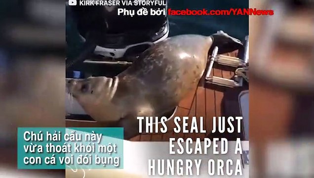 Bị cá heo đuổi bắt, hải cẩu leo lên thuyền cầu cứu ngư dân