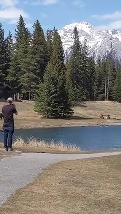 Un ours s'approche dangereusement d'un touriste... Grosse frayeur