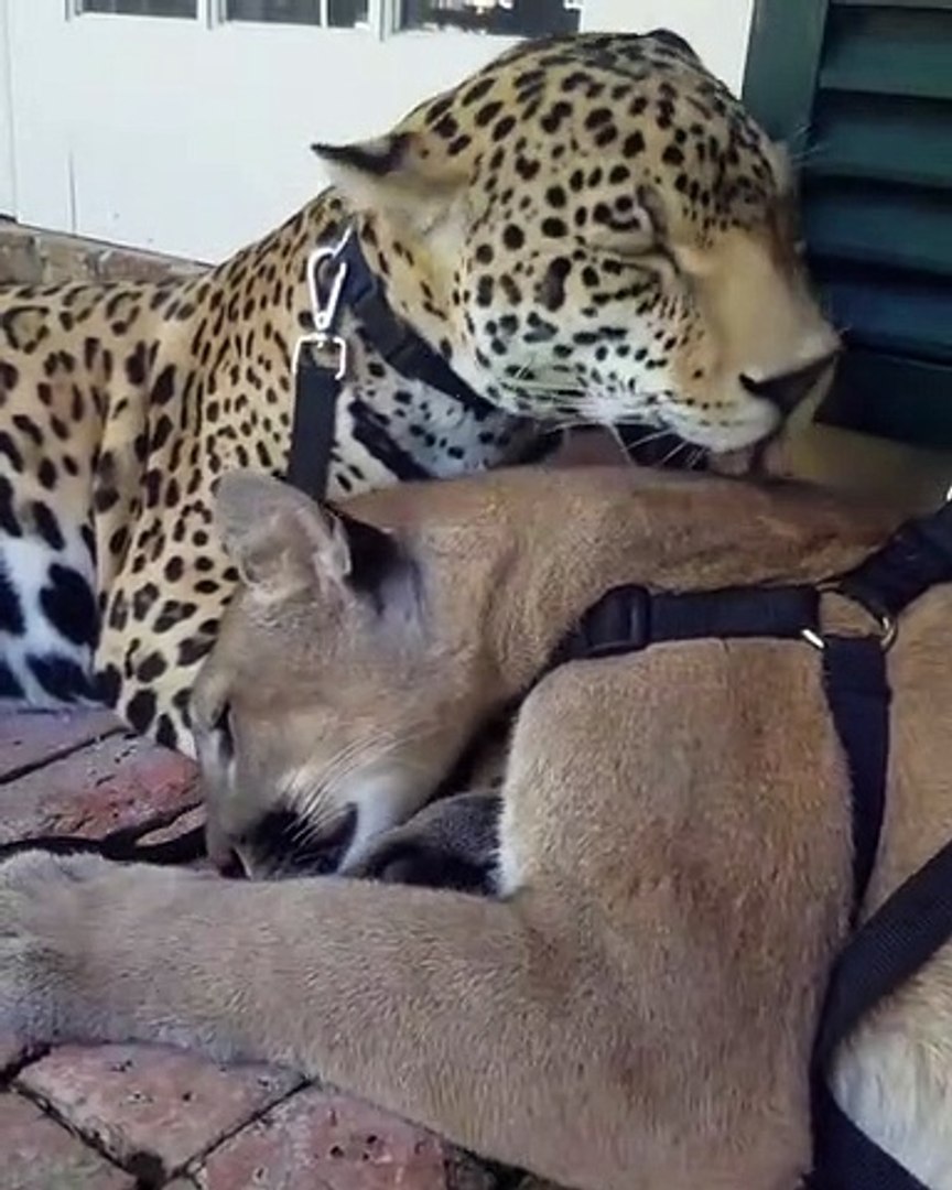 Moment calin entre un puma et un jaguar - Vidéo Dailymotion
