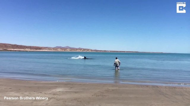 Il s'approche d'un grand requin blanc échoué en bord de plage... risqué