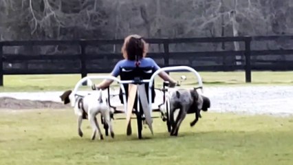 Dog Powered Trike to Explore the Farm