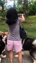 Surrounded by Large Malamutes