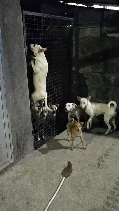 Doggo is a Skilled Climber