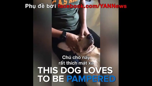 Cộng đồng mạng thế giới xôn xao về chú chó ghiền mát xa