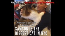 Chú mèo khổng lồ nhất newyork