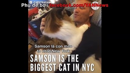 Chú mèo khổng lồ nhất newyork