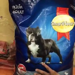 Chủ trại Nguyen Hoang Doberman Kennel (Hồ Đền Lừ - Hoàng mai – HN) đến thăm hỏi Cún Doberman và tặng quà.